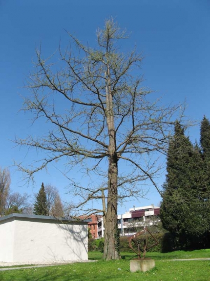 Bild 2 von Gingko am Haxthausenhof